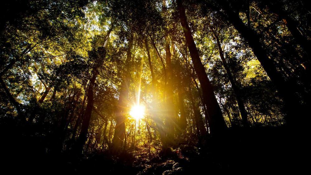 Sunlight peers through a canopy of trees. Photo: Paul Jones