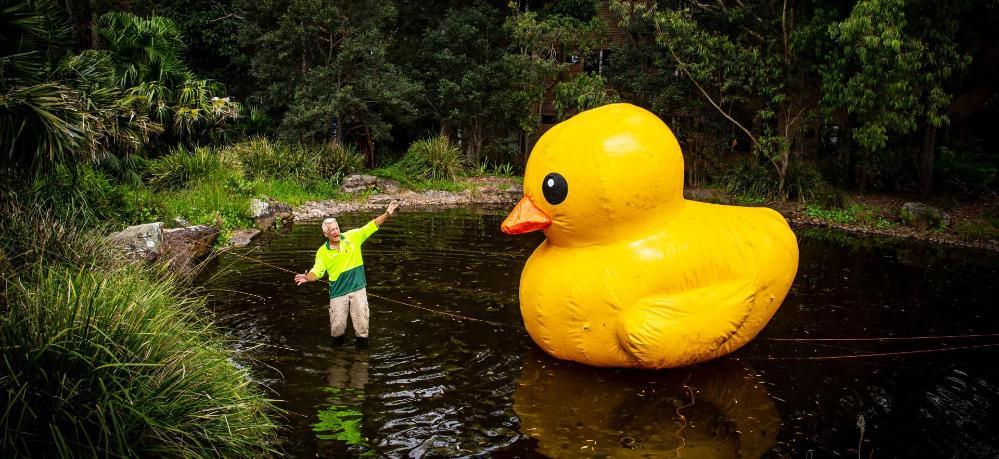A man stands in a pond next to a giant duck at UOW. Photo: Paul Jones