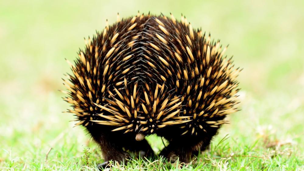 An echidna is pictured on campus at UOW. Photo: Paul Jones