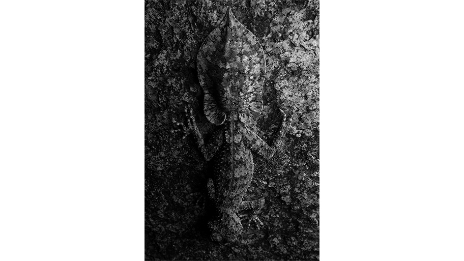 A black and white lizard camouflaged onto a grey tree