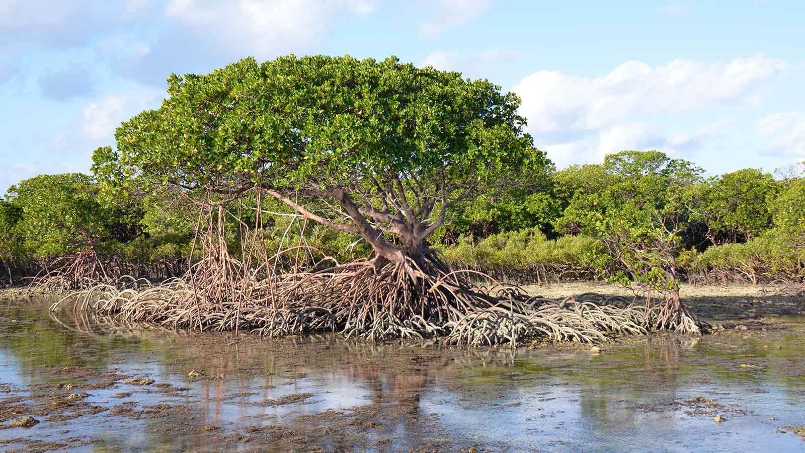 A large green mangrove in water in front of a blue sky.