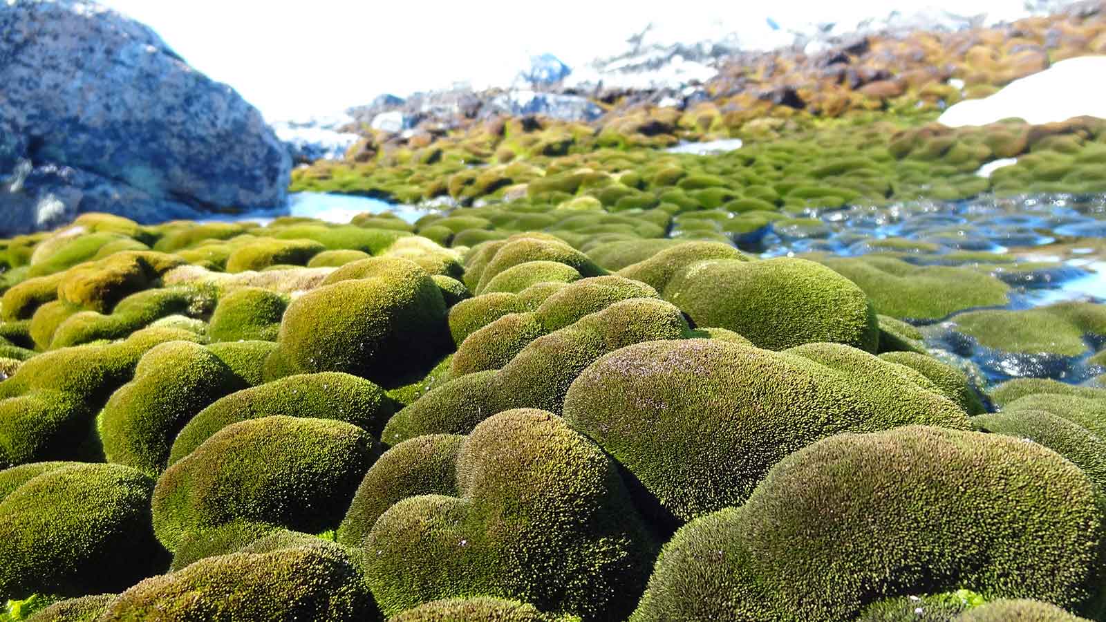A bed of bright green moss in front of snow.