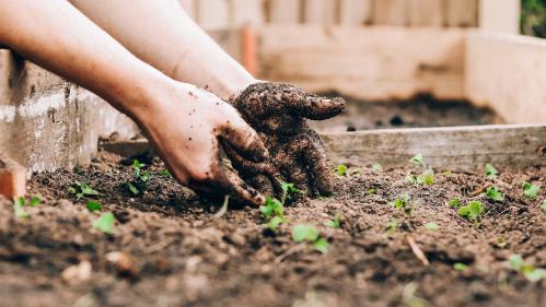 Hands planting a vegetable sprout in a garden bed