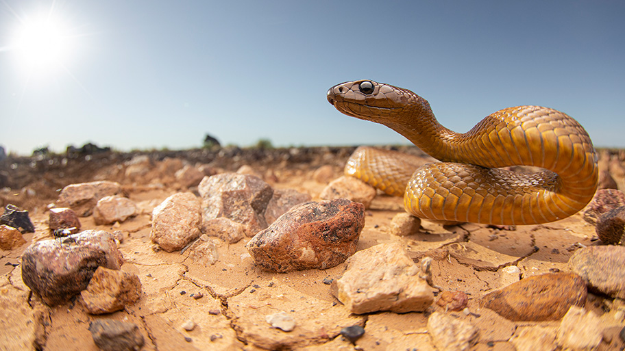 A light brown snake on clay-like rocks in front of a blue sky.
