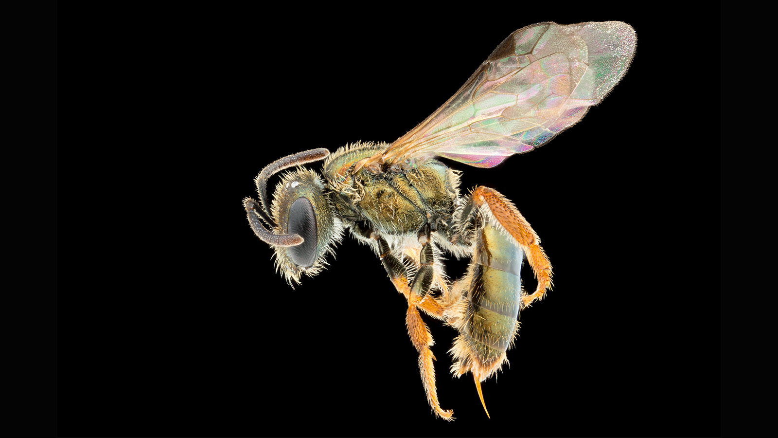 a bee on a black background