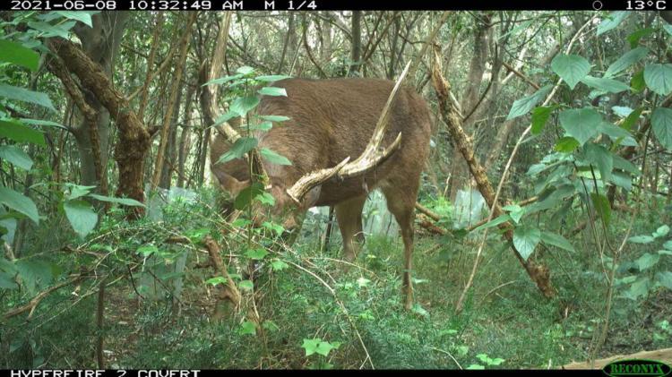 A Doe eating grass