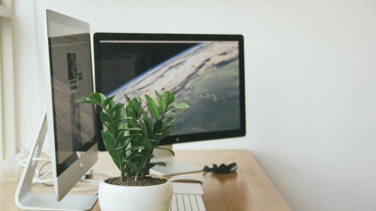Plant on desk with computer monitor