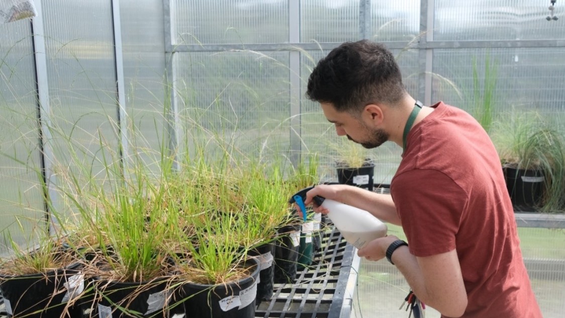 Researcher watering plants in the Ecological Research Centre at UOW