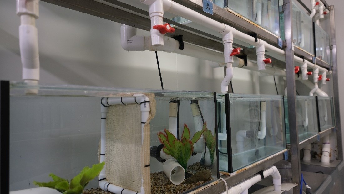 Multiple aquariums within the Marine Aquaria facility at the Ecological Research Centre at UOW