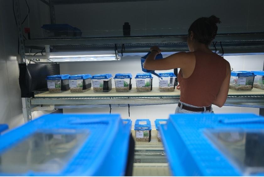 Researcher tending to frogs in the frog research facility at UOW