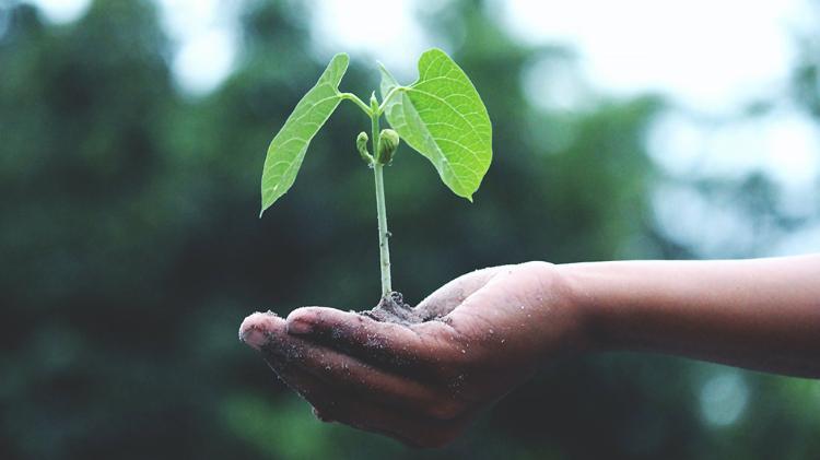 a seedling being held in a human hand