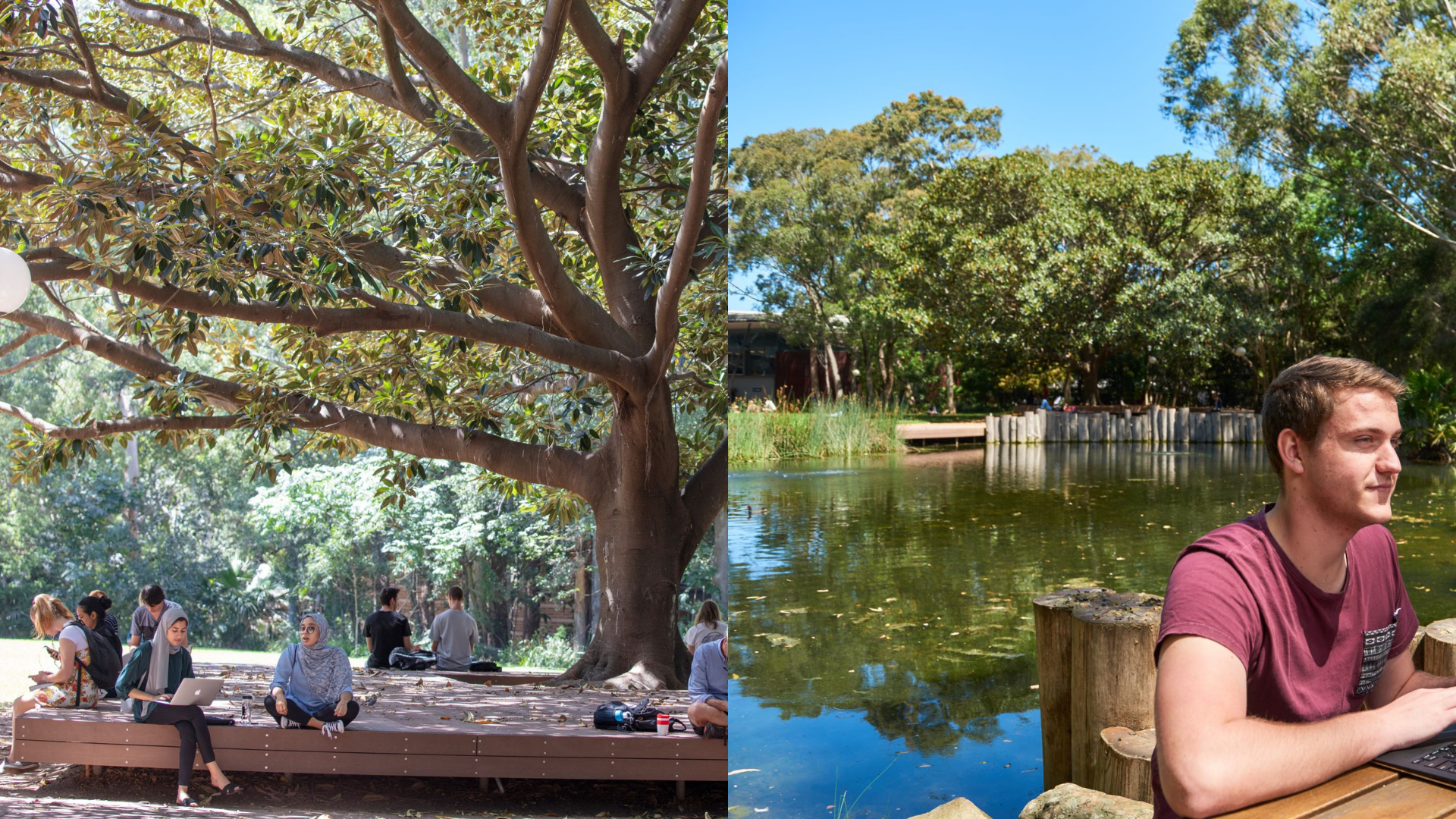 Two scenic shots of campus, fig tree and duck pond