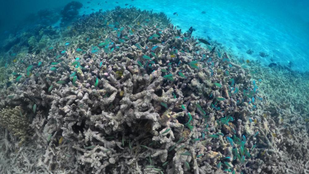 Goby fish attempt to find comfort within the dying corals.