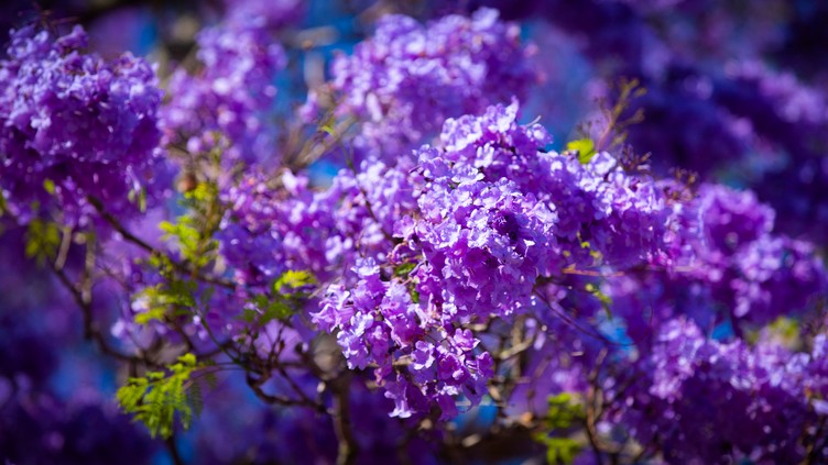 Image of purple Jacaranda flowers in bloom Grafton