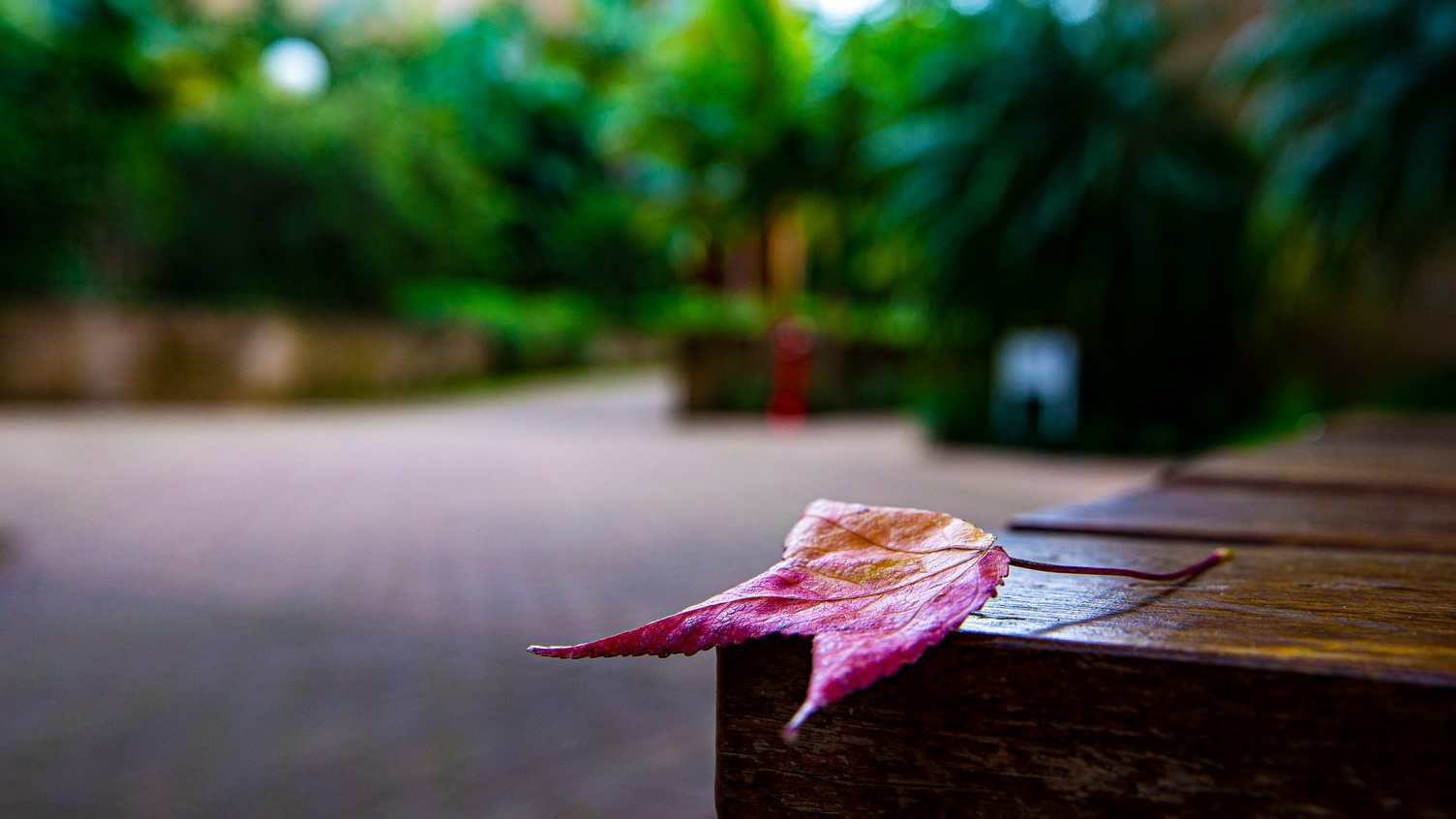 close up of autumn leaf on UOW campus