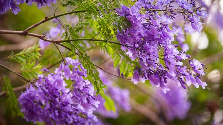 Purple jacaranda flowers in bloom