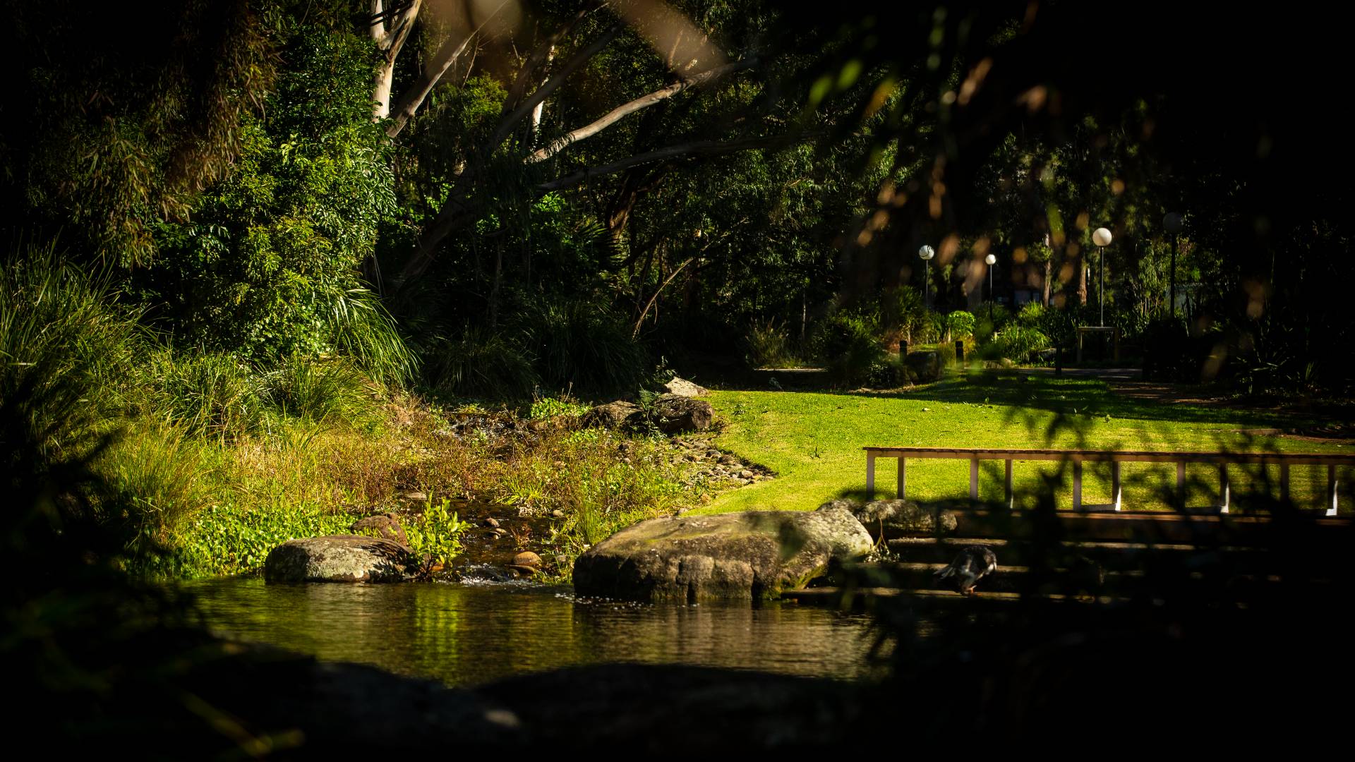 Duck pond on UOW Campus