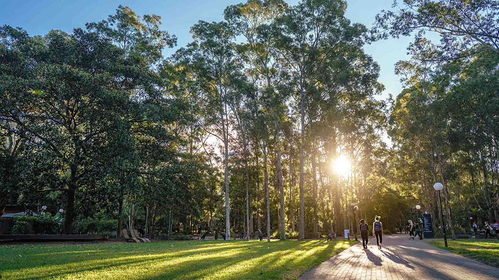 Two people walk along a sunlit UOW Wollongong campus path through tall trees, casting long shadows on the ground in a serene park setting.