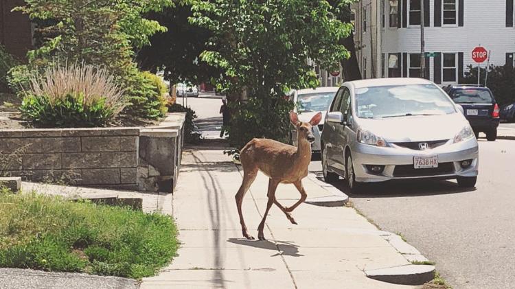 Deer frolicking through suburban street -