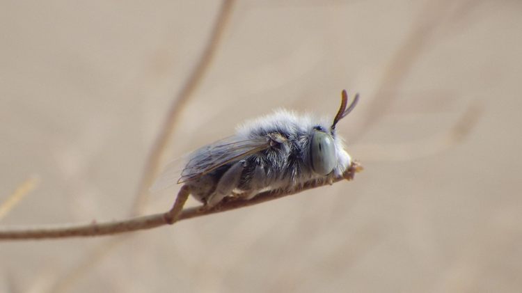 Close-up of a fluffy blue and gray bee resting on a thin branch, with soft-focus natural background.