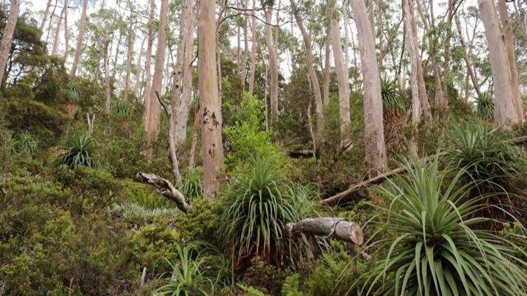 Tall, slender trees with light bark stand among dense green shrubs and large, spiky-leaved plants in a forest setting.