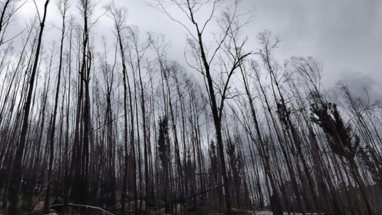 Tall, bare trees stand in a forest under an overcast sky, giving a stark and desolate appearance.