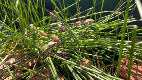 Several green tree frogs in their habitat of sea reeds