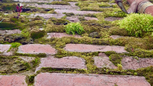 Moss covered stone pathway