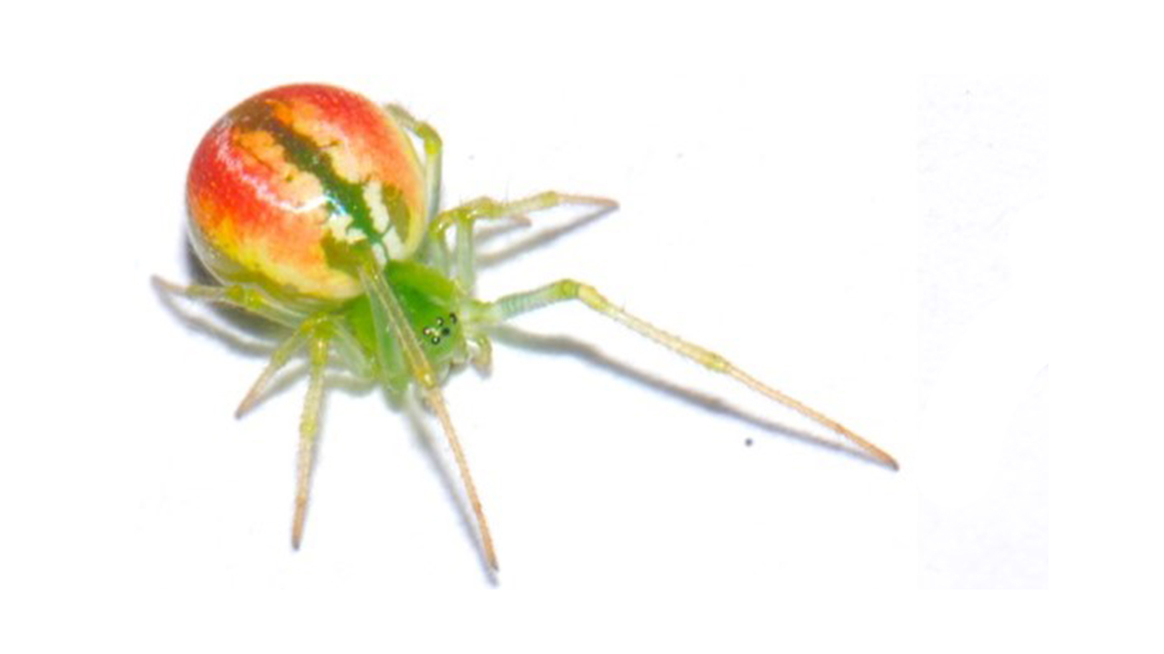 Theridiidae spider