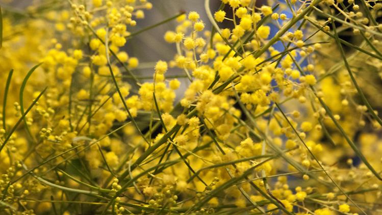 Wattle, an Australian native bush with yellow sphere like petals