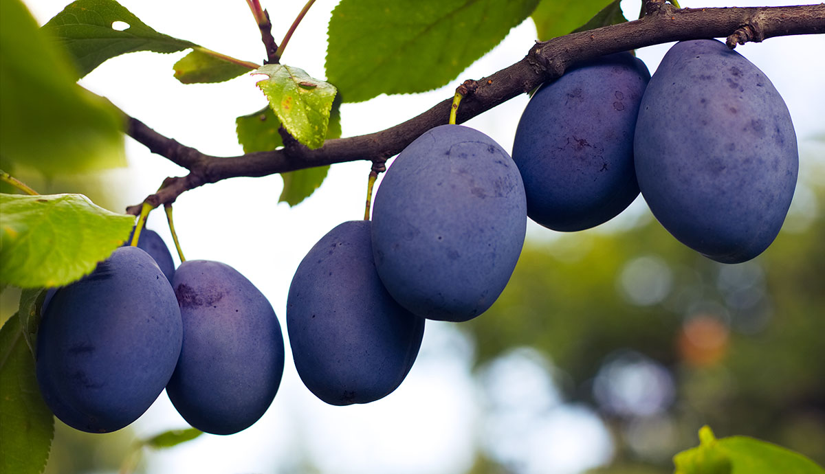 2018 The colour purple do plums pack a positive punch for better