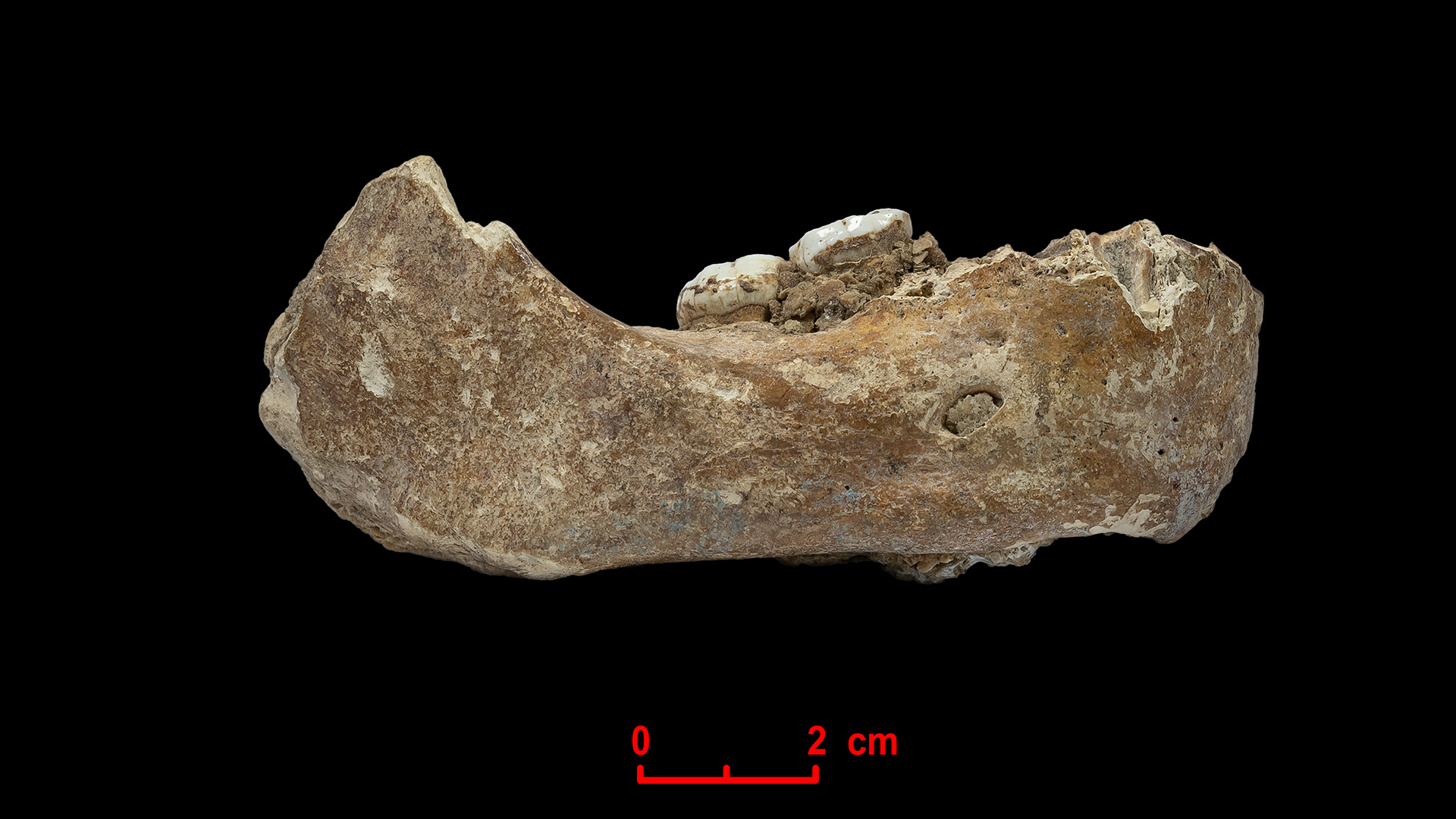 Denisovan mandible found in Baishiya Karst Cave 