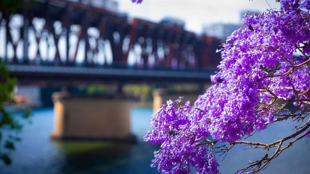 A jacaranda tree in the foreground with the Grafton Bridge in the background, slightly blurry. Photo: Paul Jones