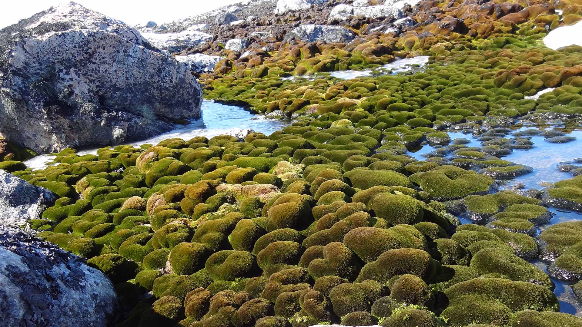 Moss bed in Antarctica near Casey research station