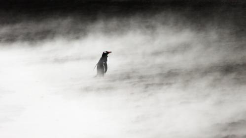 A penguin in Antarctica. Photo: Rachelle Balez
