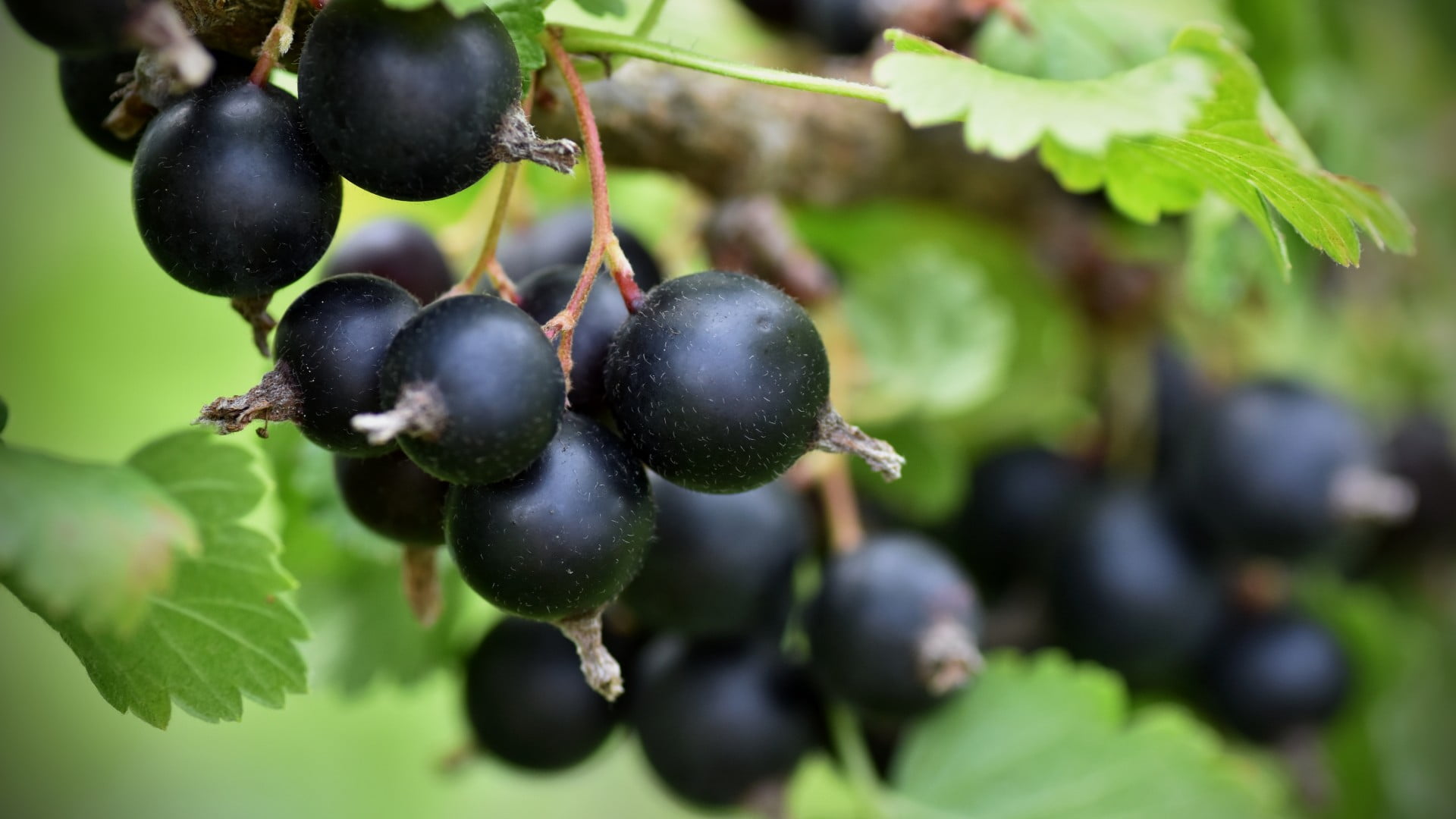 An image of a cluster of blackcurrants on a leafy tree. Photo: Shutterstock
