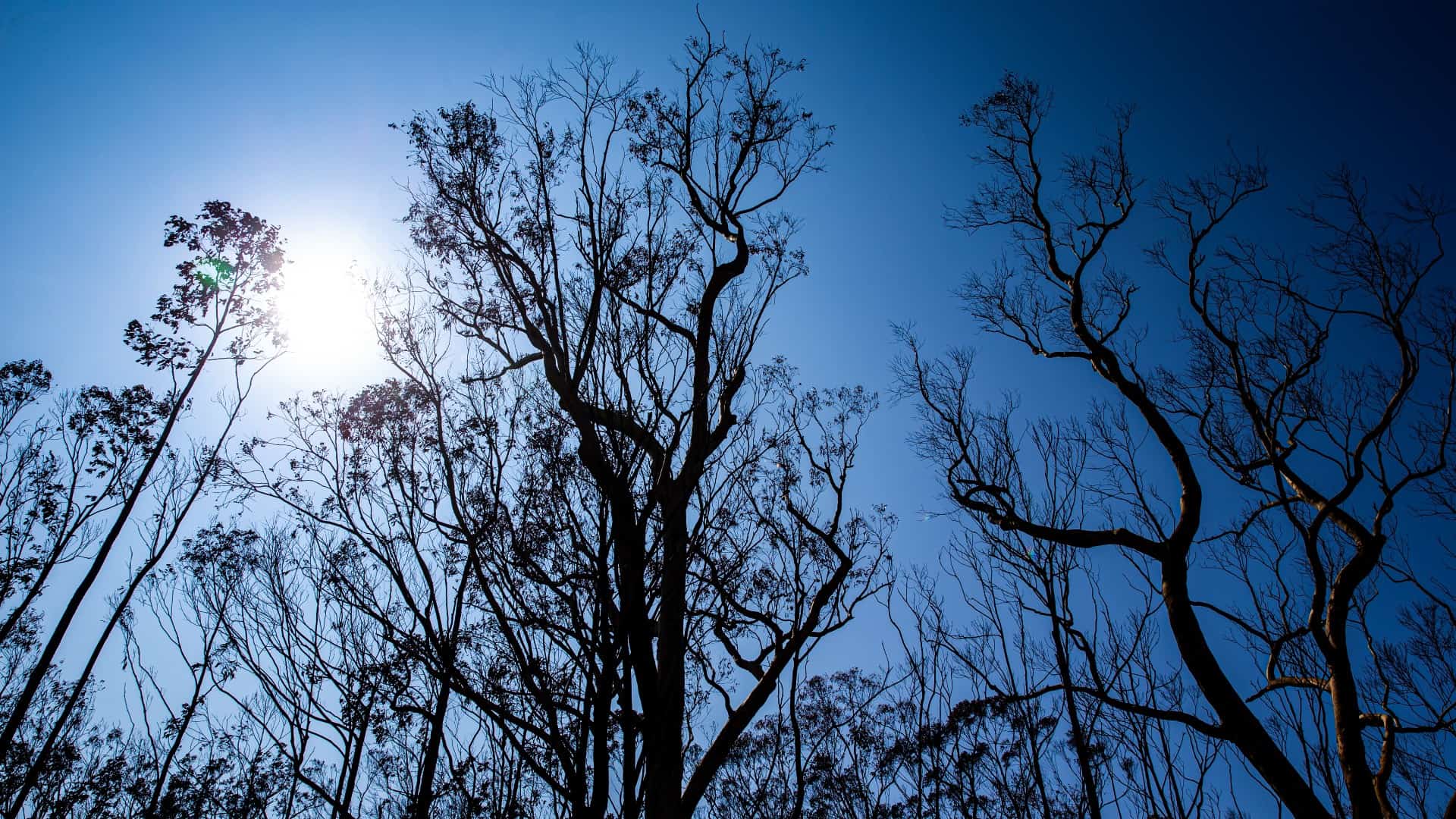 The tops of burnt trees in bushland are seen against a bright blue sky. Photo: Paul Jones