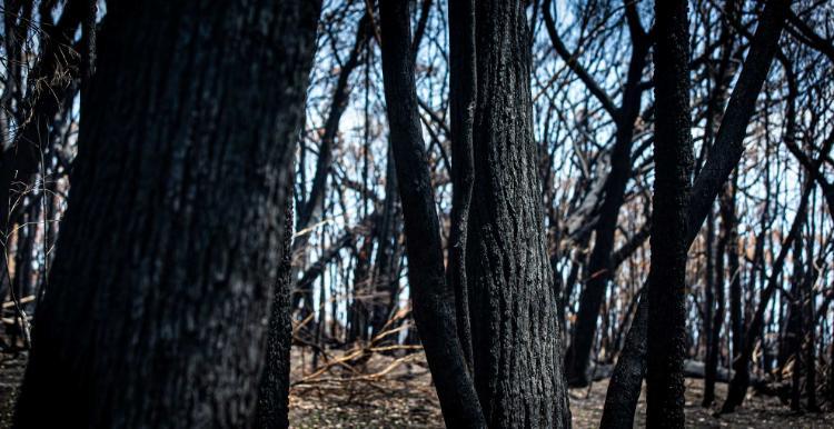 The charred remains of a forest following the bushfires that tore through the Shoalhaven. Photo: Paul Jones