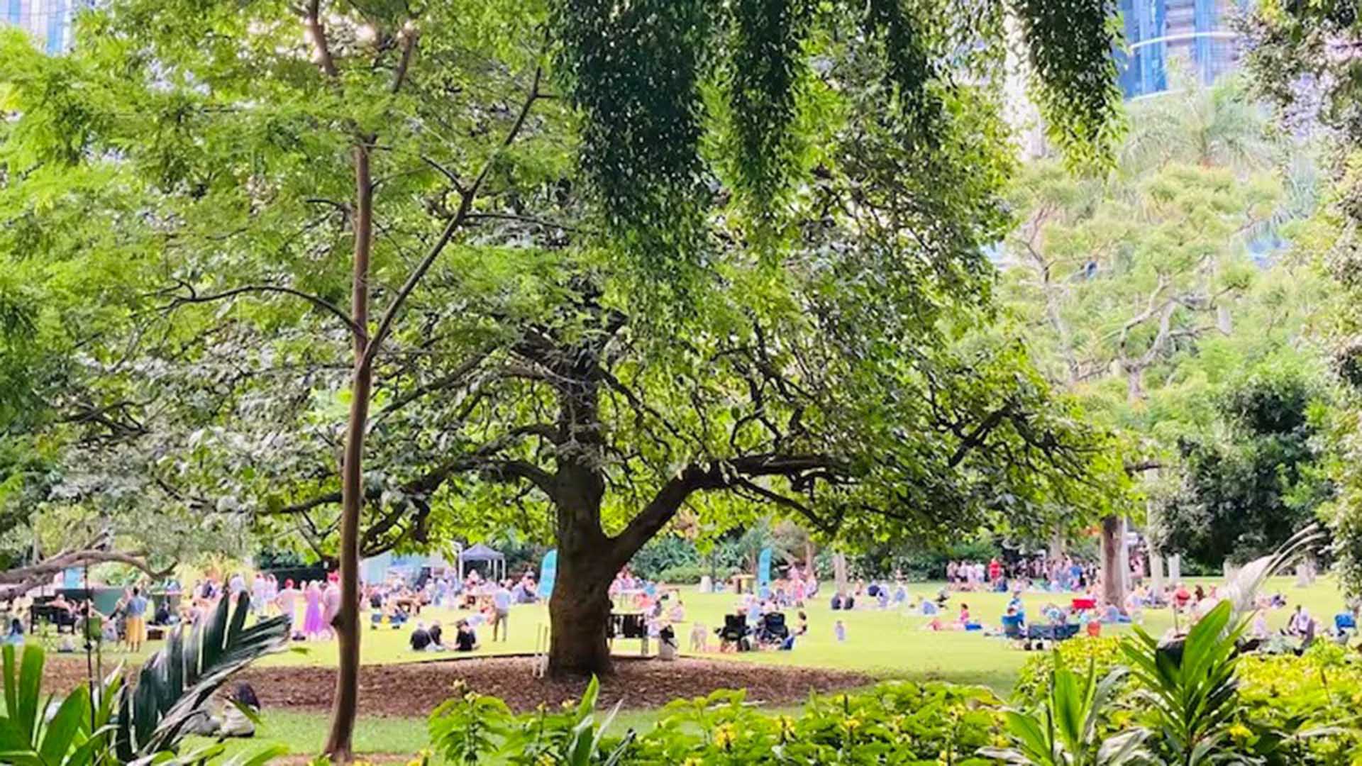 Lots of groups of people enjoying a sunny day in a tree-lined city park.