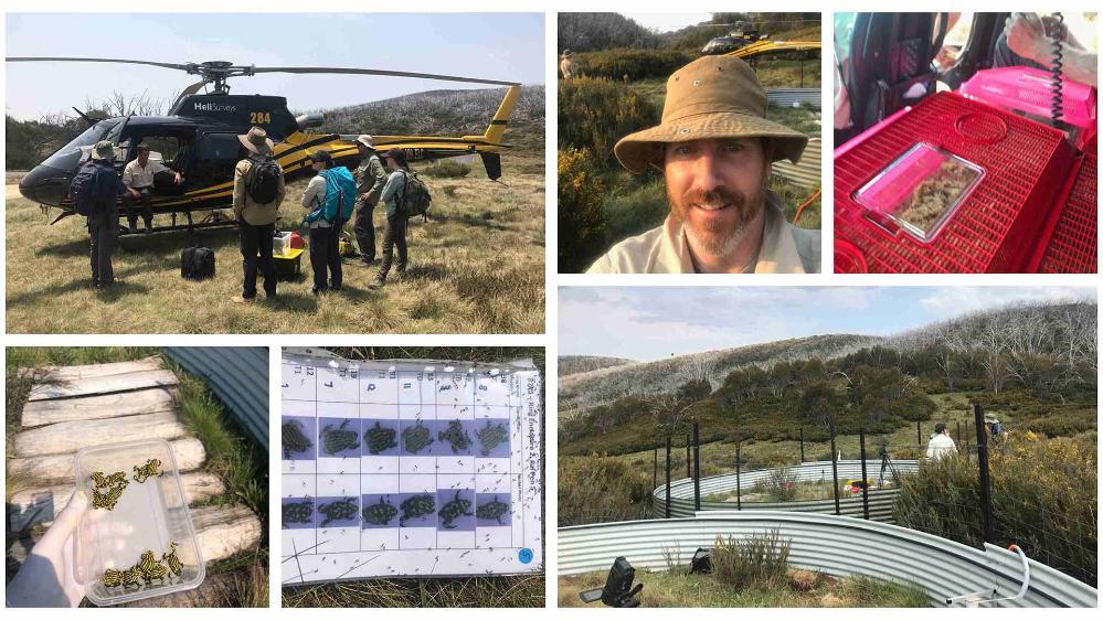 Corroboree frogs being released in Kosciusko National Park.