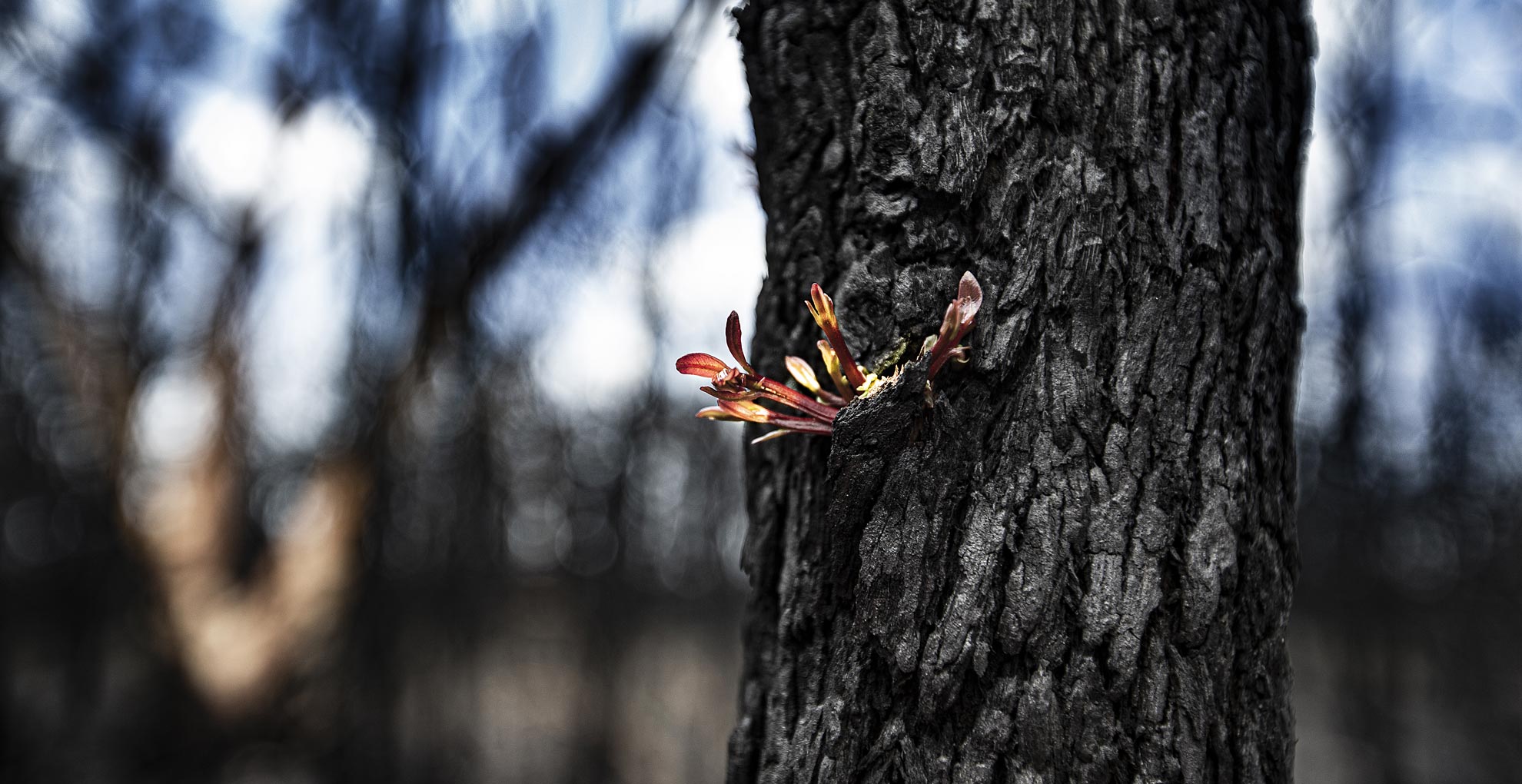 A tree begins to regrow again after devastating bushfires on the NSW South Coast. Photo: Paul Jones