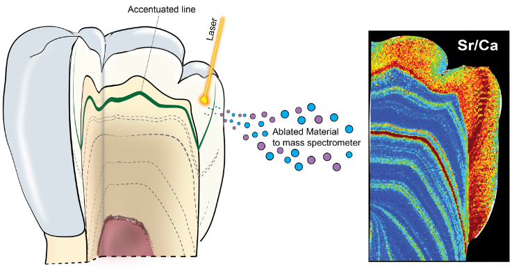Laser ablation protocol for the geochemical mapping of fossil teeth - (Credit Joannes-Boyau) 