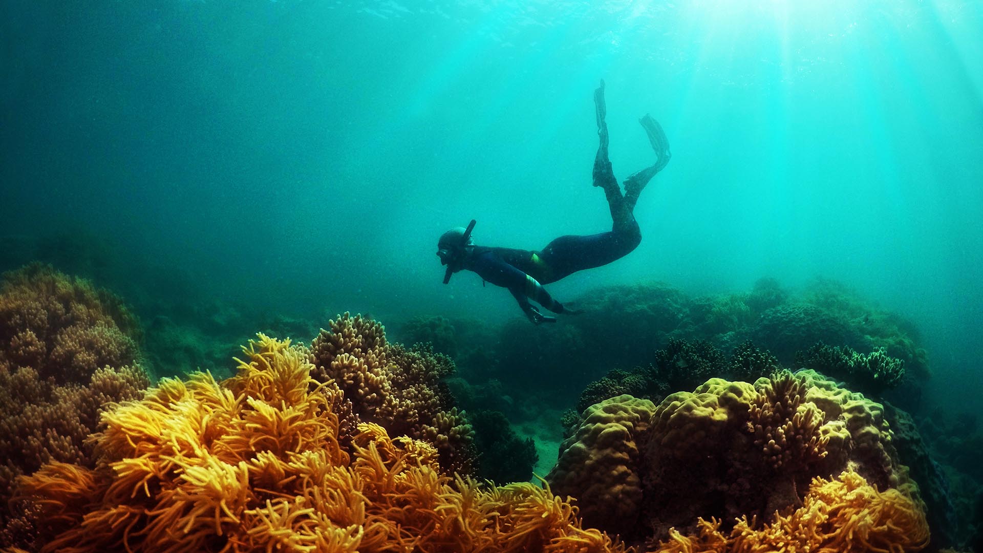 A UOW researcher diving on the Great Barrier Reef near Lizard Island.