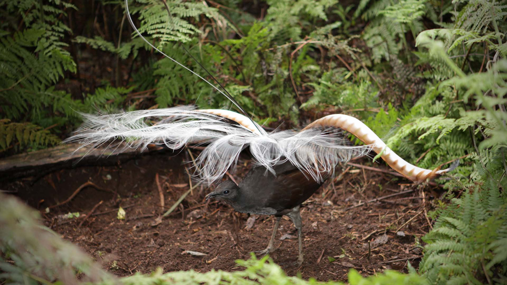 A male superb lyrebird performs a courtship dance and song. Picture: Alex Maisey