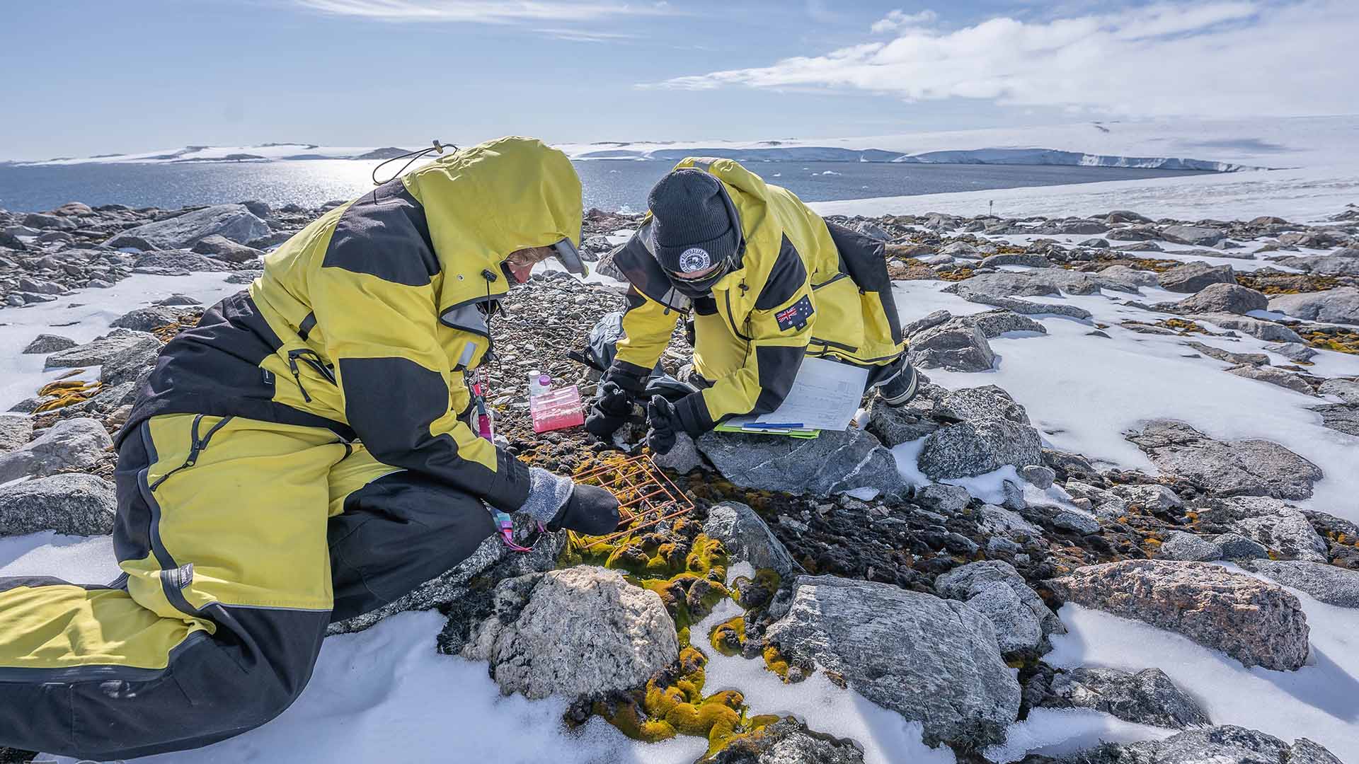 Scientists conduct research on moss beds in Antarctica. Photo by Emiliano Cimolini