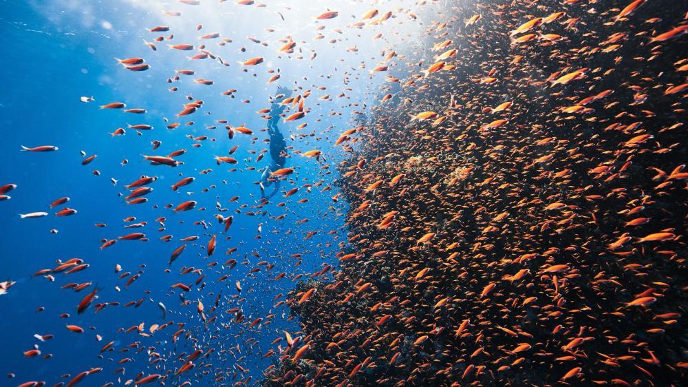 A school of orange fish swim in blue water. A scuba diver is visible in the background.