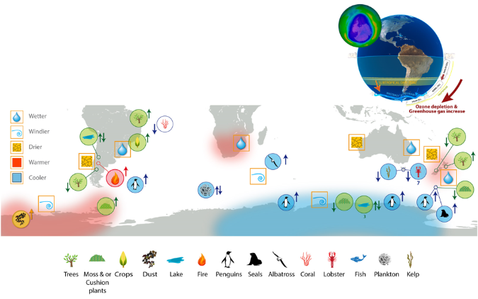 A schematic of the environmental effects, and associated biological impacts, of ozone-driven climate change in the southern hemisphere.  Image by Andrew Netherwood