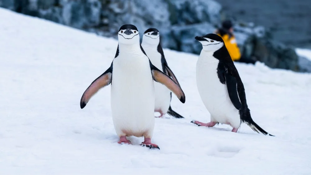 Baby penguins on snow in Antarctica