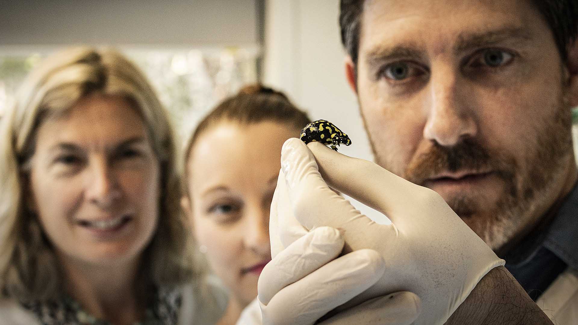 Professor Sharon Robinson, Dr Aimee Silla and Associate Professor Phillip Byrne with a southern corroboree frog in the lab.