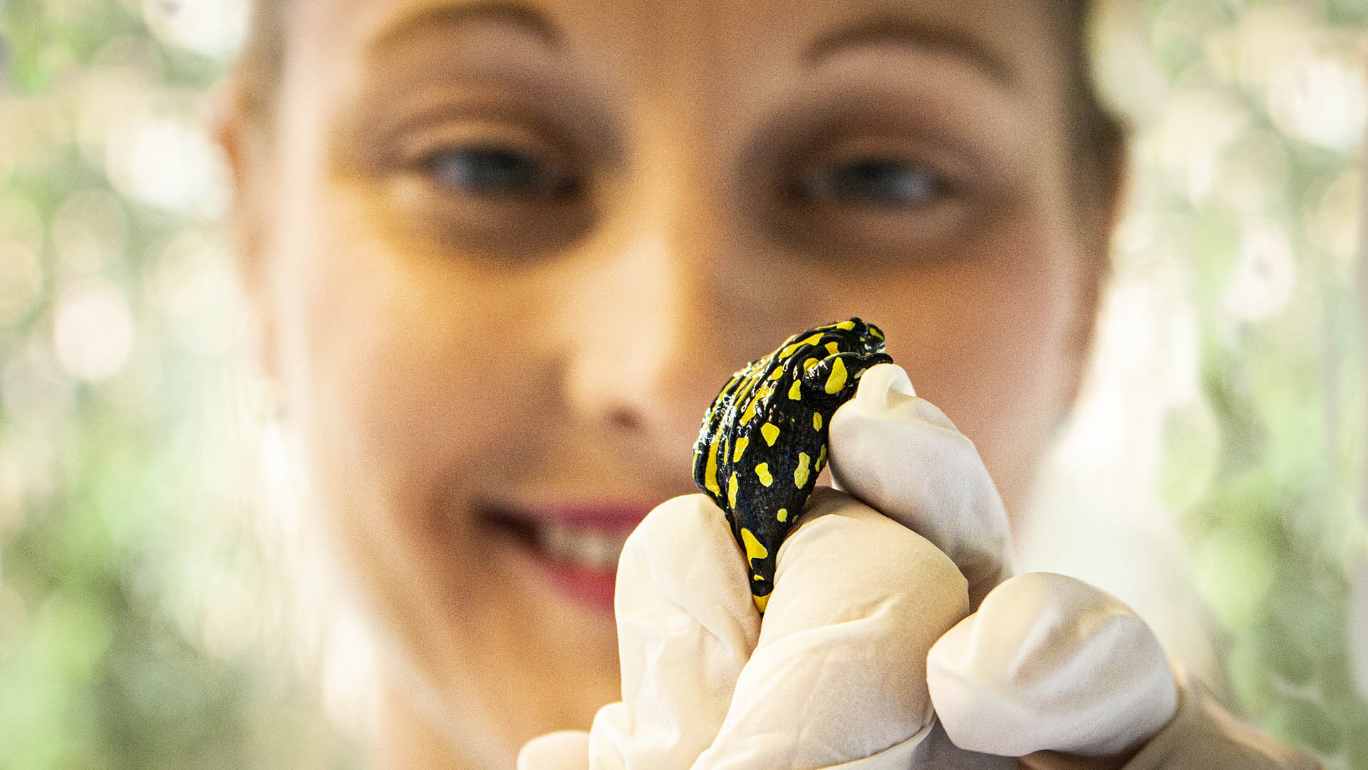 Researcher Dr Aimee Silla and a corroboree frog